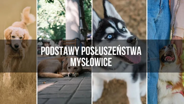 Grafika promocyjna wydarzenia Podstawy Posłuszeństwa- Mysłowice